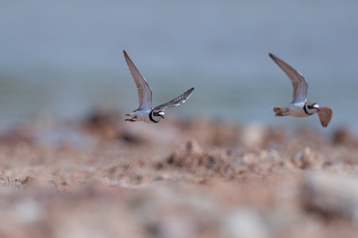 birds, flying, nature, wildlife, coast, marine environment, beach, sand, natural, bird flight, beach sand, birds in flight, sandy environment, coastal birds, peace, tranquil landscape, gentle waves, beach scenery, focused subject