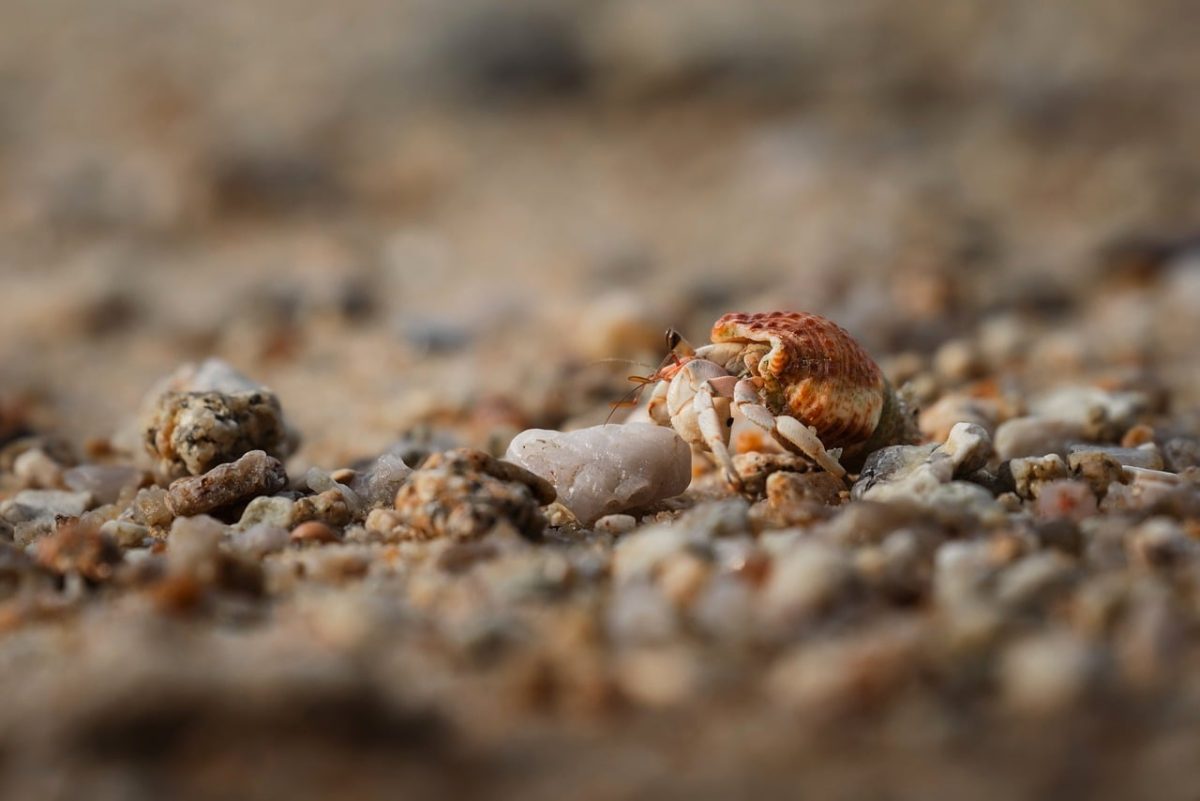 hermit crab, beach, nature, macro photography, sand, ocean, marine life, pebbles, coast, adventure, wildlife, tropical, travel photography, biology, close-up, natural beauty, detail, beachcomber, detailed photography, nature and wildlife