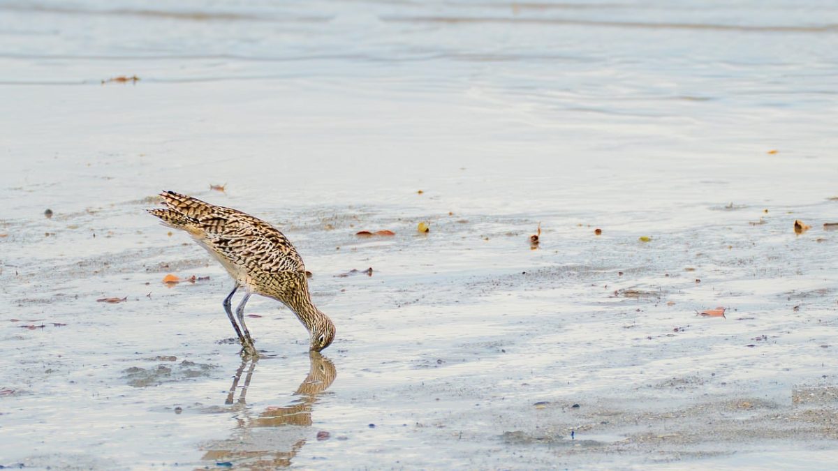 far eastern curlew, mud, foraging, shore, bird, covered in mud, sea, natural habitat, bird migration, tide, survival, searching for food, life cycle, wildlife, nature, probe, amphibian