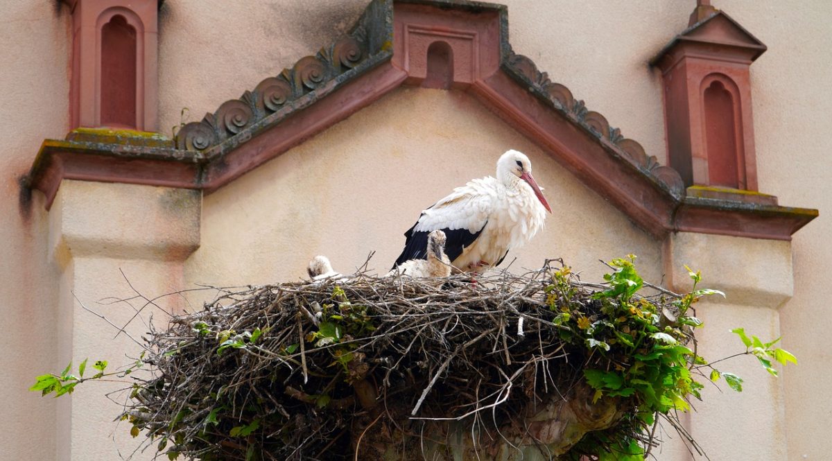 stork, nest, building, bird, clattering, nature, beak, animal, young, feathers, motherhood, family, wall, protection, ornament, care, guarding, motive