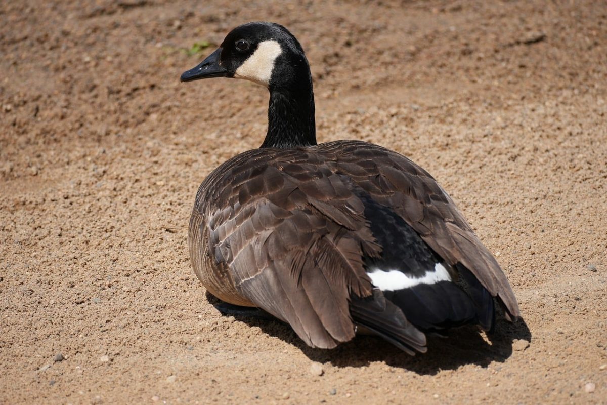 canadian goose, goose, nature, bird, animal, beach, sand, waterfowl, wildlife, shore, canadian geese, plumage, beak, sitting bird, close-up, black-and-white pattern, wild bird, partridge