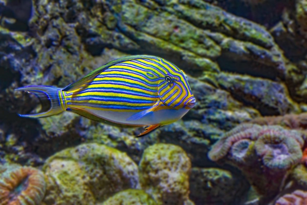 fish, aquarium, underwater, sea, coral, striped, surgeonfish, tropical, colorful, clownfish, fisherman, ecosystem, dive, line, cairns, brown, tron, blue, medieval fish, green-yellow, width