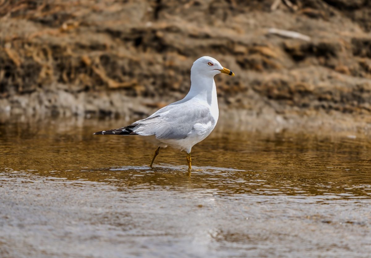seagull, bird, nature, animal, beach, water, bird of prey, feathers, beak, ornithology, long wings, water bird, white color, wildlife, plumage, one animal, rough terrain, walking, weather
