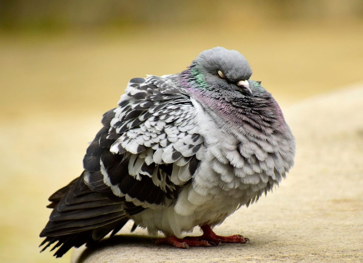 pigeon, bird, gray, nature, tail, feathers, detail, beak, in autumn, tinge, close up, ear, dominant, perched, natural, sleeping, monochrome, inactive, lazy, calm environment