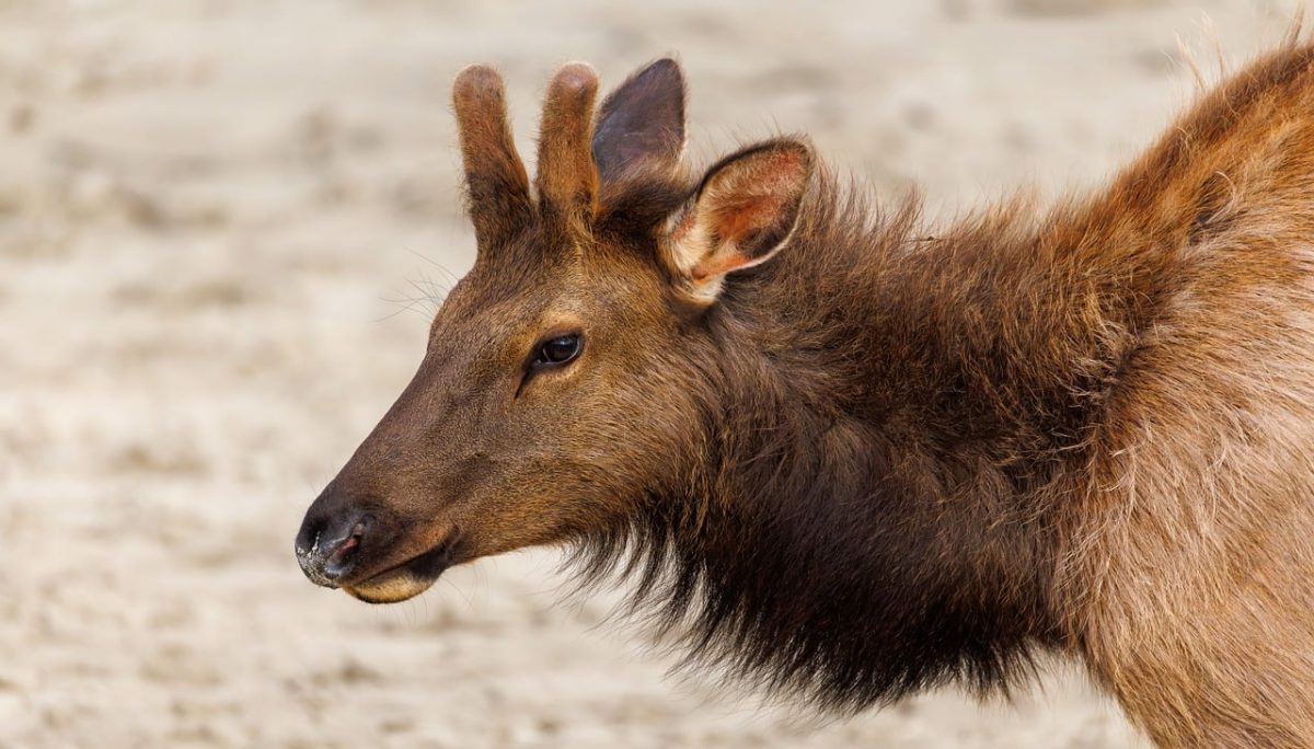 elk, wildlife, beach, nature, cannon beach, photography, travel, adventure, sand, pacific northwest, elk photography, explore oregon, sunset, oregon nature, travel photography, pacific, nature landscape, boat, contrast