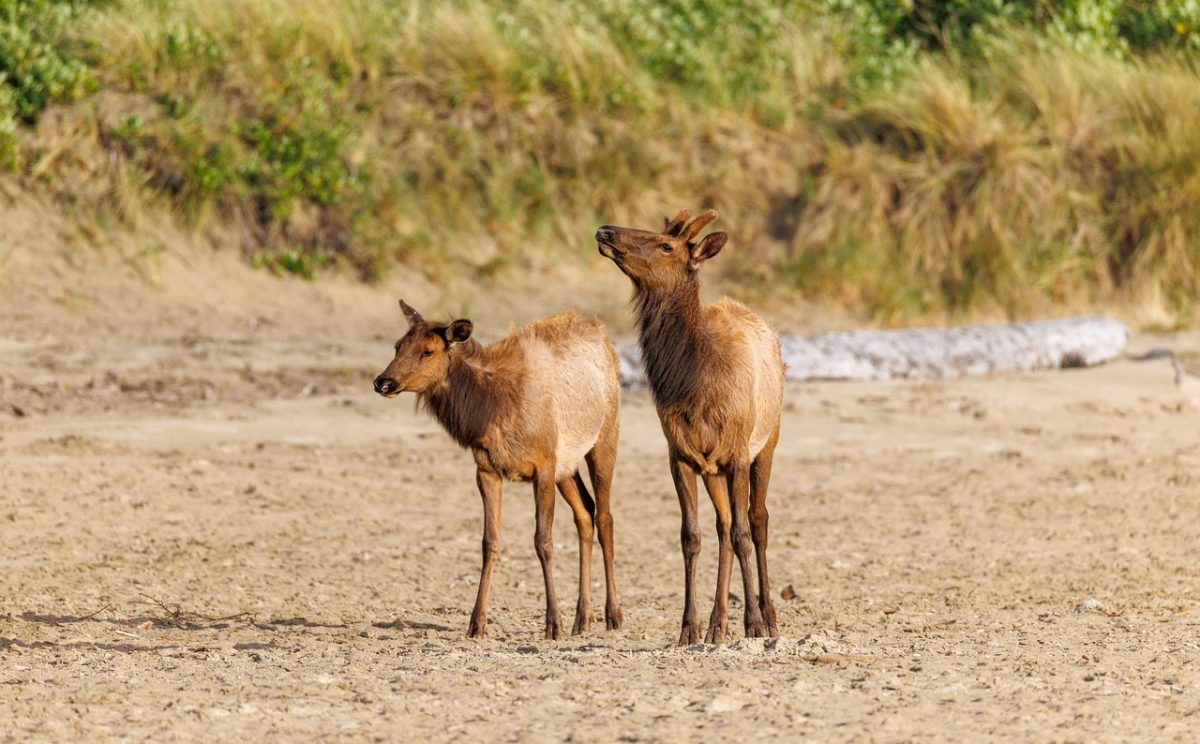 elk, beach, nature, cannon beach, oregon coast, wildlife photography, pacific northwest, elk photography, outdoor, sand, beach wildlife, travel photography, coastal wildlife, oregon, wildlife, scenic, explore, wildlife lovers, nature photography, oregon wildlife