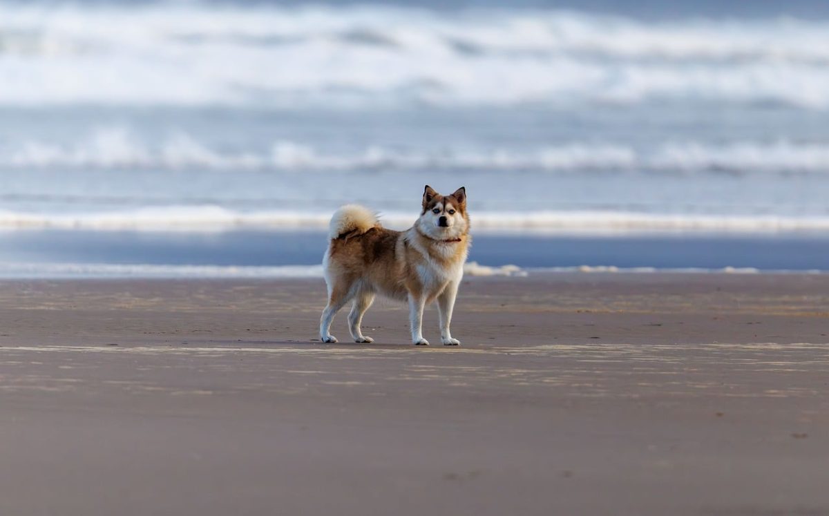 dog, beach, pet, animal, cute, fur, ocean, waves, sand, solitude, exploration, relaxation, nature, peace, alone, furry dog, outdoors, season, peaceful