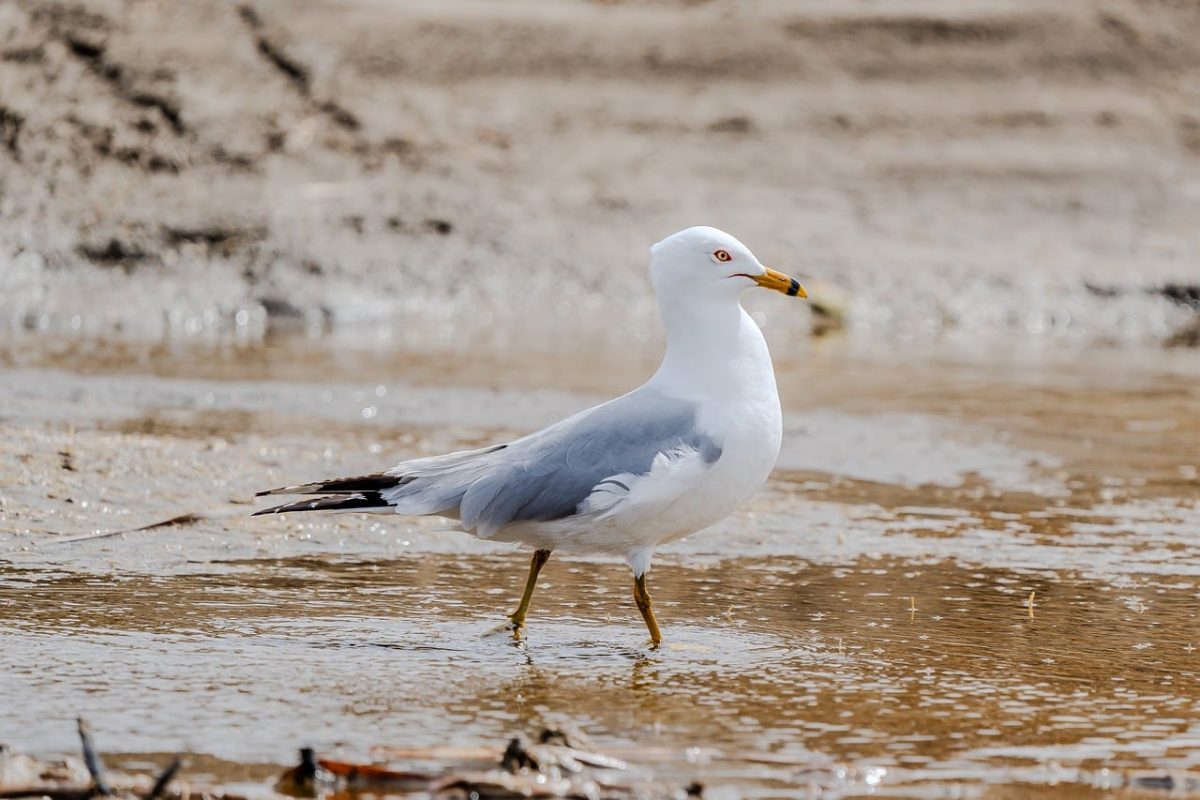 larus delawarensis, gull, nature, wildlife, seabird, beach, bird, ornithology, feather, waterfowl, beak, sea, wings, coast, fauna, plumage, calm, purity, scenic, sandy