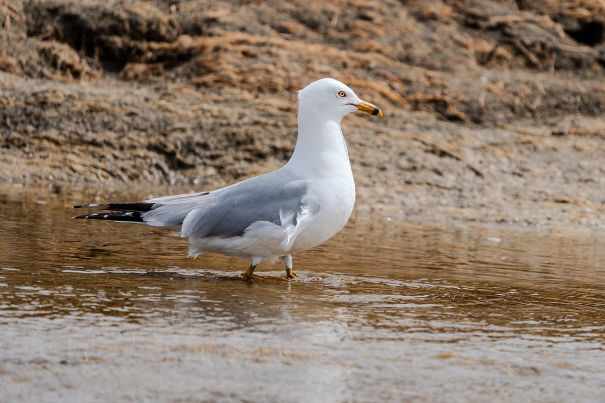 gull, animal, seabird, beach, nature, ornithology, wings, beak, feathers, water, wildlife, safari, tide, flight, species, yellow beak, standing in water, coastal, birdwatching