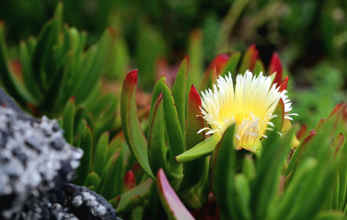 yellow flower, nature, plant, succulent, green leaves, transparency, flower details, rock, gardening, blossom, green nature, garden plants, natural beauty, nature background, peace and tranquility, colorfulness, landscape, season, photography, calm
