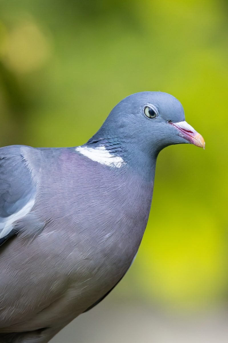 pigeon, bird, animal, outdoor, nature, wild, gray, natural habitat, feather, urban, flight, head, beak, wildlife, avian, look, grooming, calm