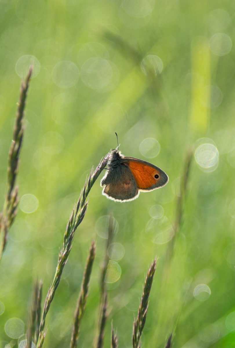 butterfly, meadow, nature, background, meadow plants, butterfly wings, soft color, bokeh effect, macro photography, insect, peaceful, summertime, delicate stems, escape to nature, focus, countryside, charming, relaxation, beautiful wallpaper, environment, go into nature