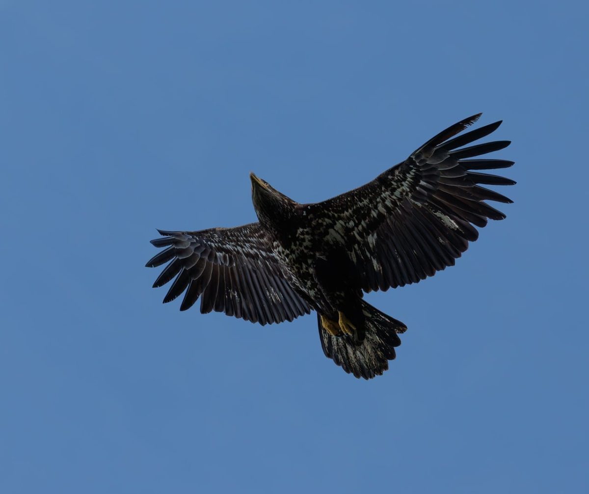 bald eagle, bird, wildlife, nature, spring, birdwatching, avian, wings, feather, bird photography, wild bird, outdoor photography, blue sky, flight, close up, nature photography, pacific northwest, young, garden bird