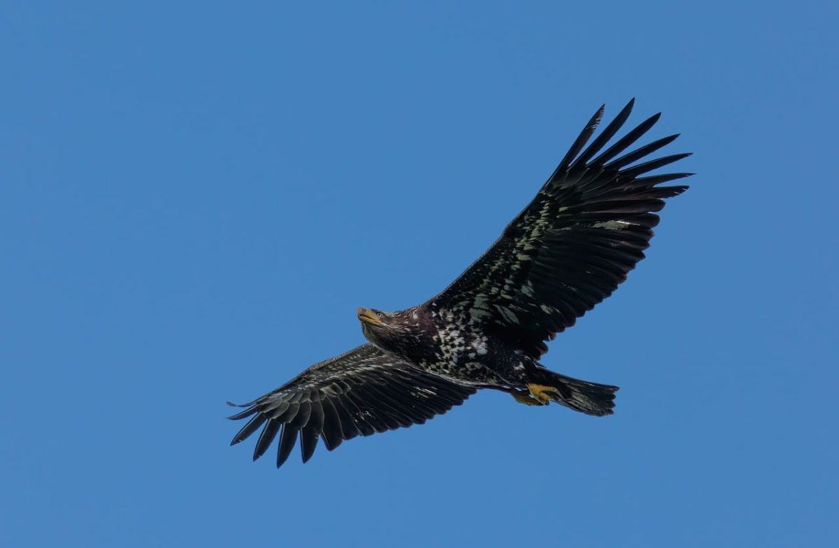 bald eagle, bird photography, wildlife, nature, bird in flight, blue sky, aerial photography, wings, young eagle, wild bird, flight, pacific northwest, birdwatching, wind, raptor, falconry, feather details, hunting, spring, natural habitat, natural