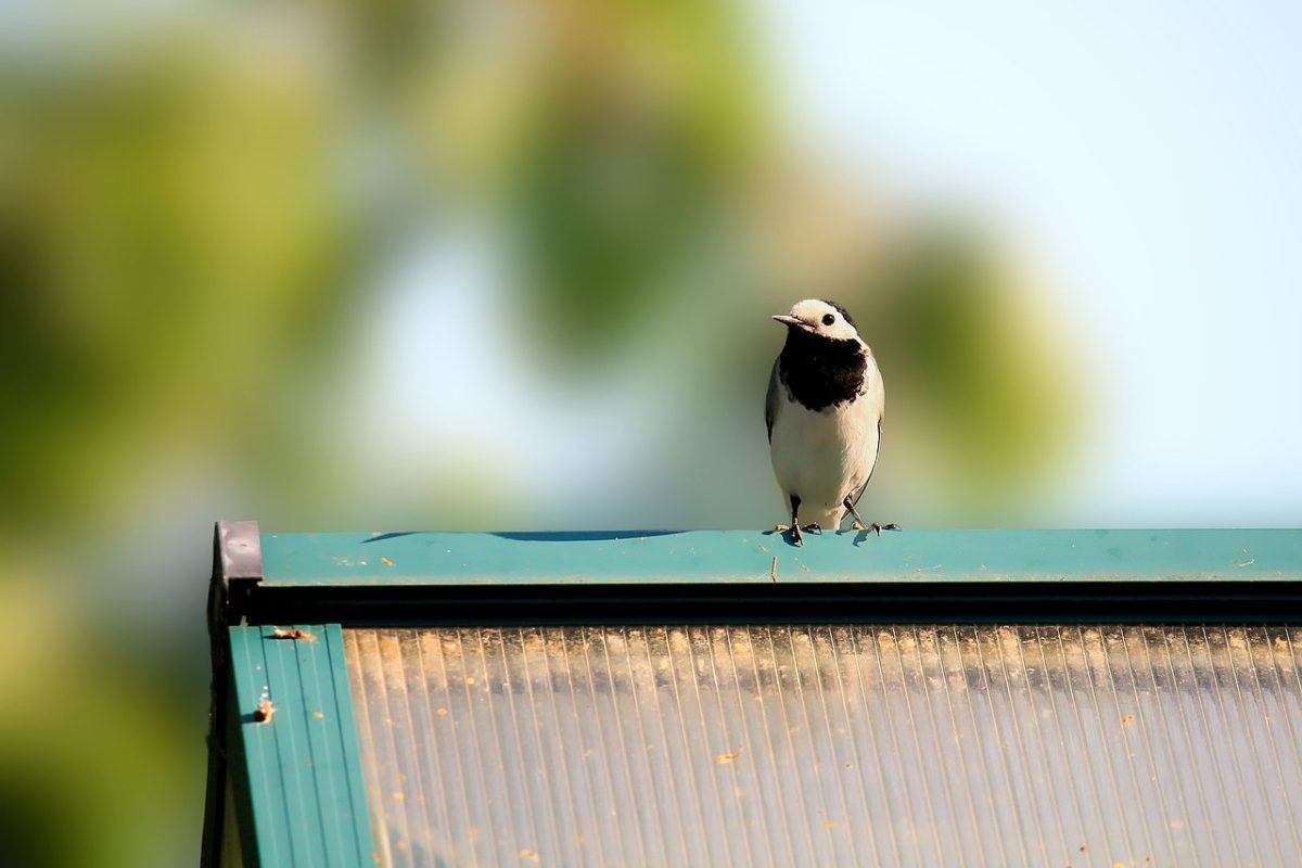 wagtail, bird, wildlife, roof, avian, green, grass, summer, sunny, perched, cute, animal, observing, feather, sky, sitting, clear sky, creature, ordinary, nature