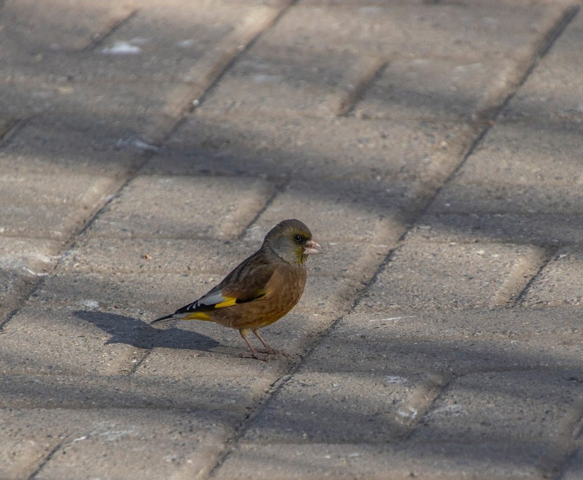 goldfinch, bird, plumage, ornithology, beak, animal, gray, road, sidewalk, shadows, unique, nature, yellow, wild, calm, wildlife, curiosity, bustling, city