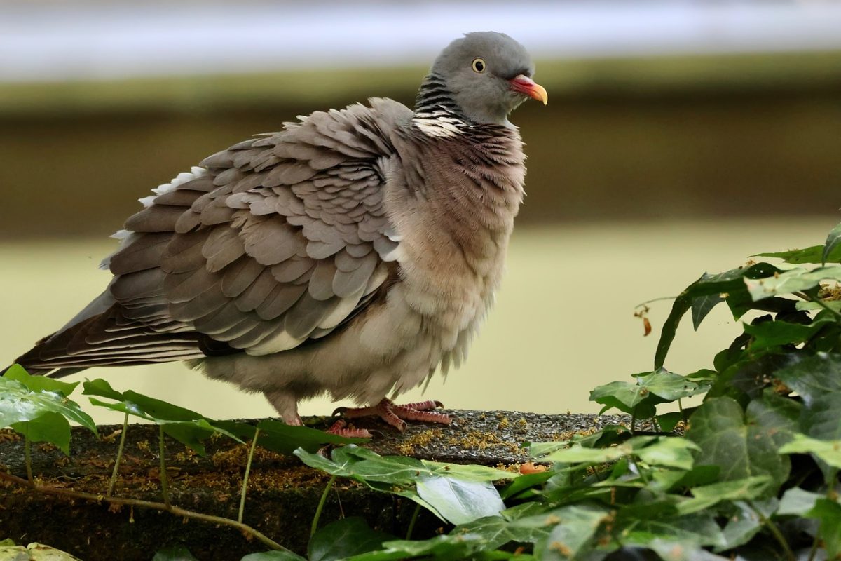 bird, wood pigeon, botany, leaves, nature, blue collar, insect, garden, green leaves, bird feathers, outdoor scene, ruffled, calm, animal, nature observation, detail, trees, stepped off tree, natural habitat
