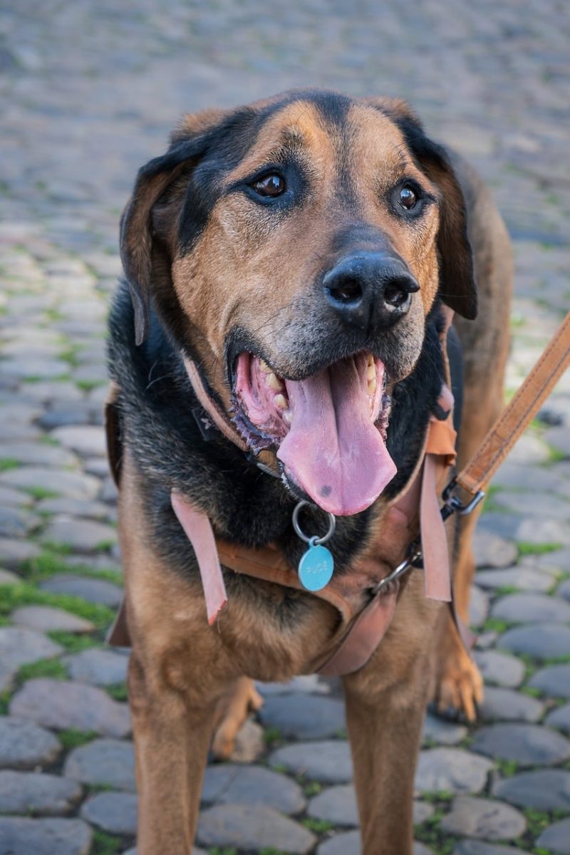 dog, mixed breed, collar with tag, leash, tongue out, cobblestones, smiling dog, animal friend, outdoor setting, fun, happy expression, pet, warm feeling, natural light, animal care, cute expression, alert dog, loyalty, pet protection