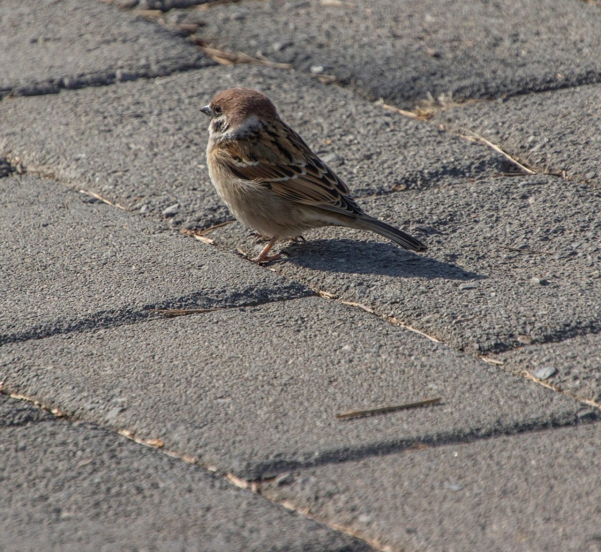 sparrow, bird, sidewalk, ornithology, beak, plumage, natural, fauna, birdwatching, stroll, urban environment, nature, feathers, care, shadow, perched, insects, outdoor, passerine, adaptation