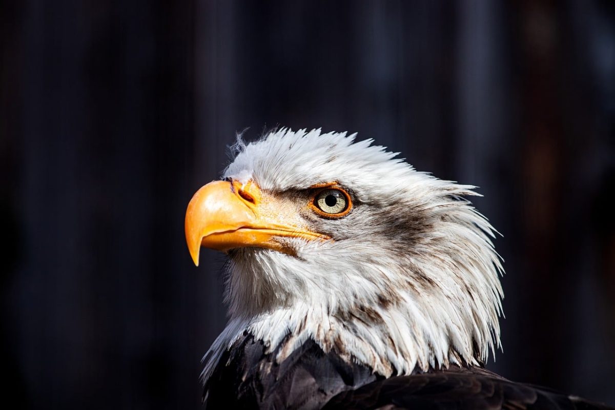 eagle, bird of prey, beak, feathers, portrait, nature, eye, wild, detailed, focus, energetic, view, head, white, strong, proud, symbol, domain, rugged, dominant
