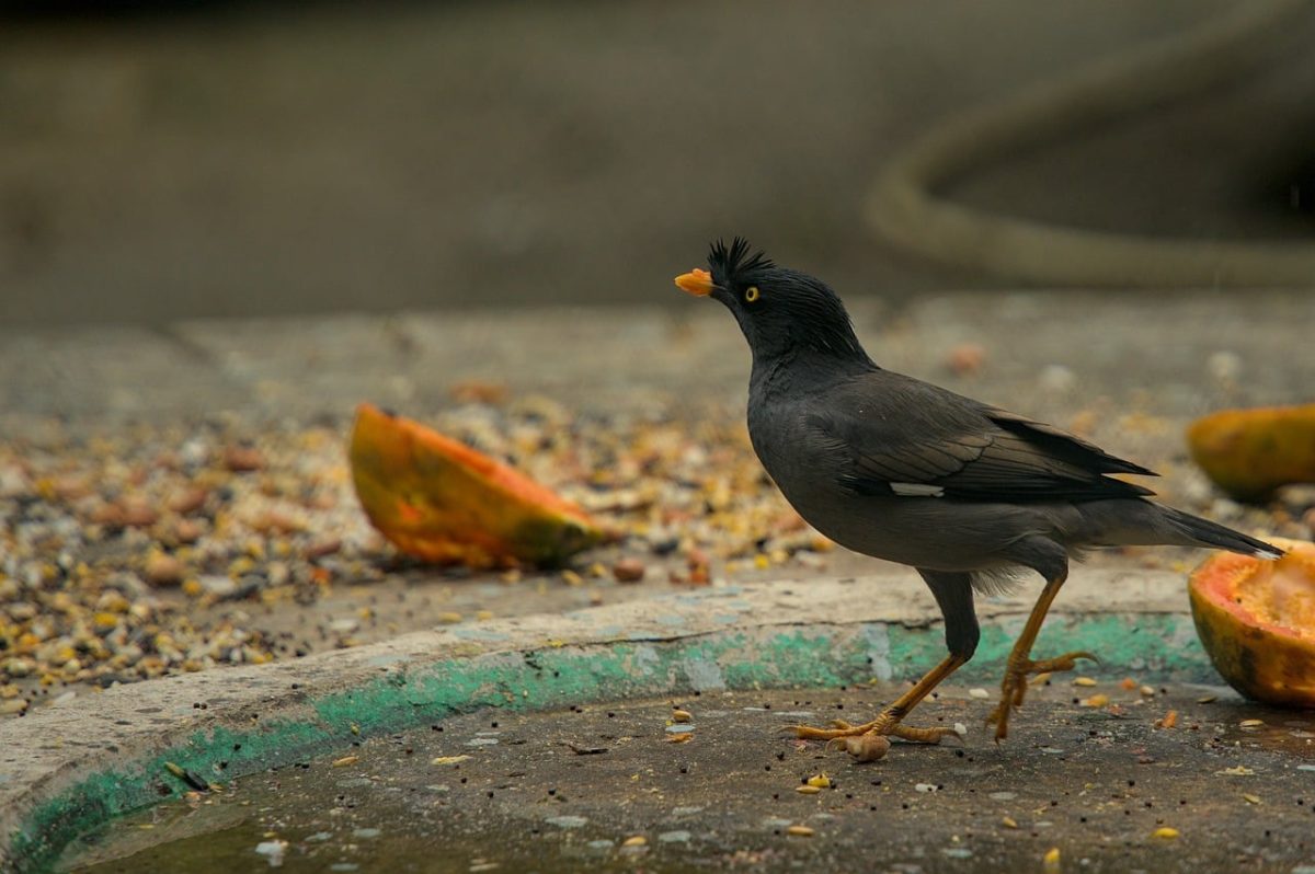 starling, bird, public space, papaya, fruit, wildlife, nature, bird food, walking, black and grey, trough, animal, ground, feather, standing, feeding, beak, outdoor, blurring, wild bird