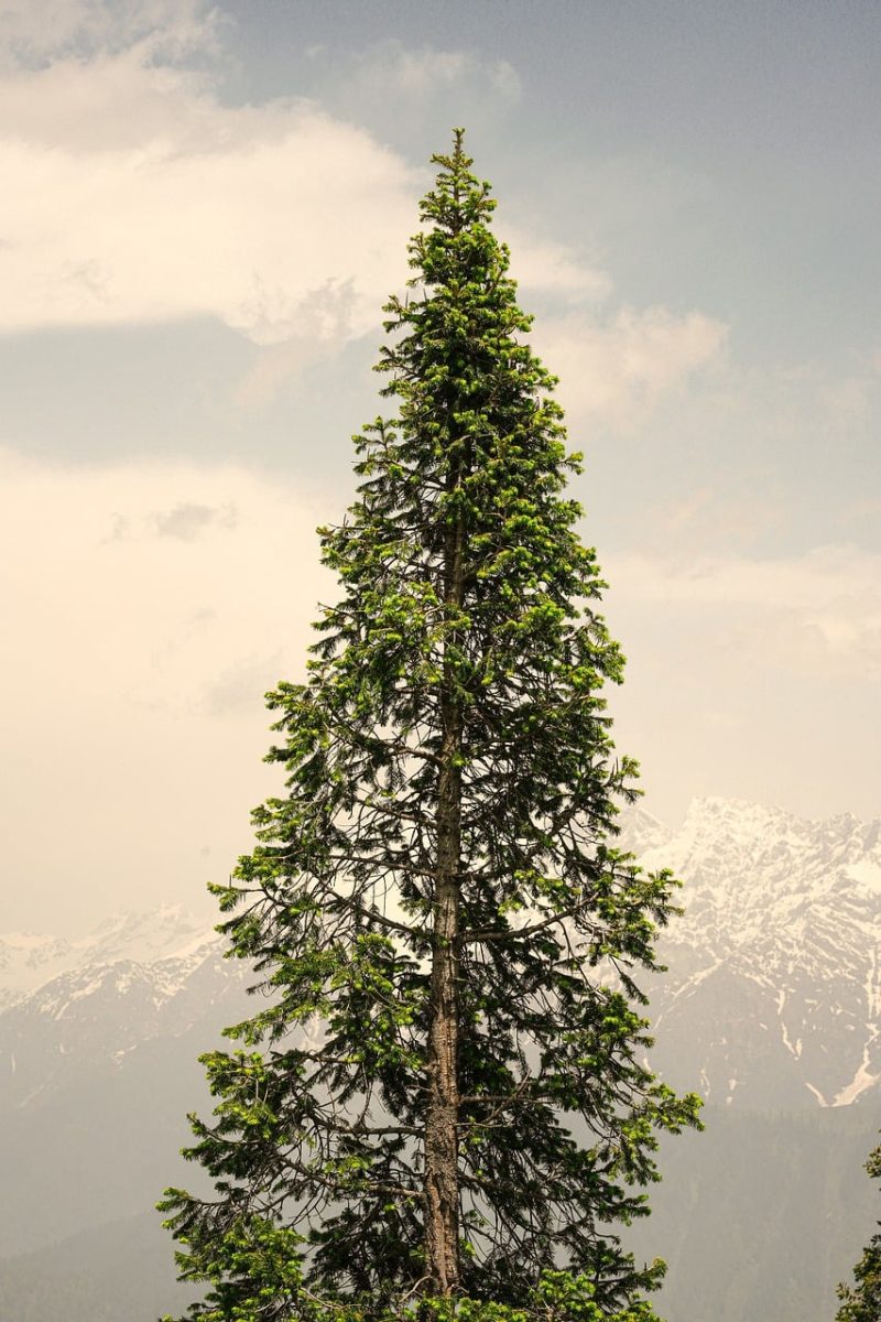 tree, nature, forest, wood, texture, bark, mountain landscape, spruce, decoration, winter, trunk, christmas theme, solitude, sky, calm, sparse, tourism, natural scenery, lonely, clear