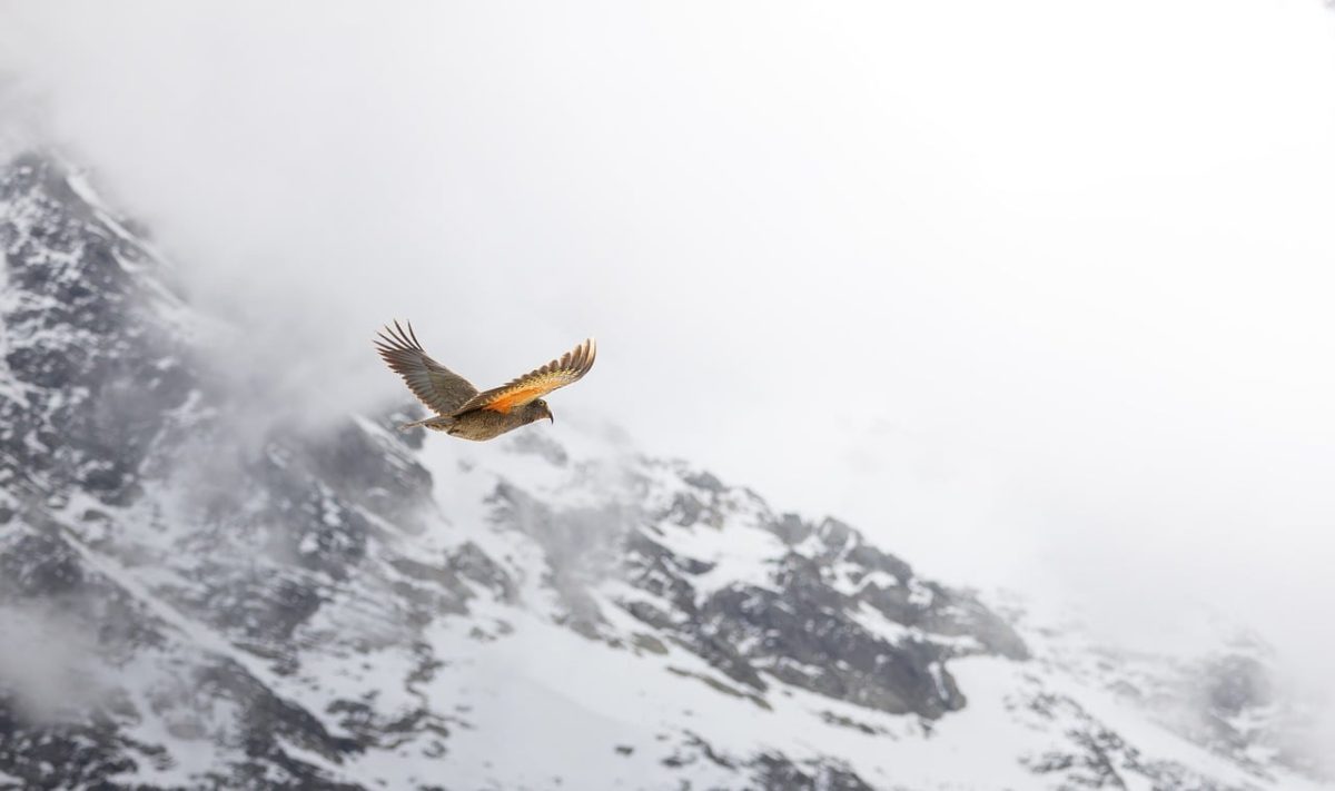 bird, mountain, kea, mountain landscape, snow, flying, sky, gray, wilderness, natural scenery, winter, new zealand, high altitude, wildlife, cold, panorama, nature, mist, freedom