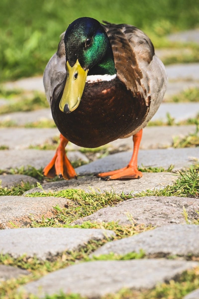 duck, garden path, colorful, green head, orange feet, natural environment, waterfowl, walking, branches, feathers, wildlife, summer, vibrant colors, park scene, domestic duck, background, wild nature, green grass