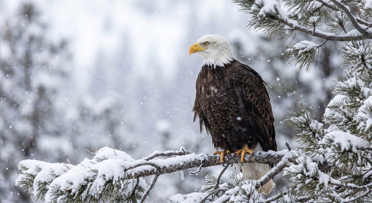 bald eagle, bird of prey, snow, winter, branch, avian, raptor, evergreen, white head, yellow beak, brown feathers, talons, profile view, majestic, sharp gaze, wilderness, nature, rugged terrain, fluffy, snowfall