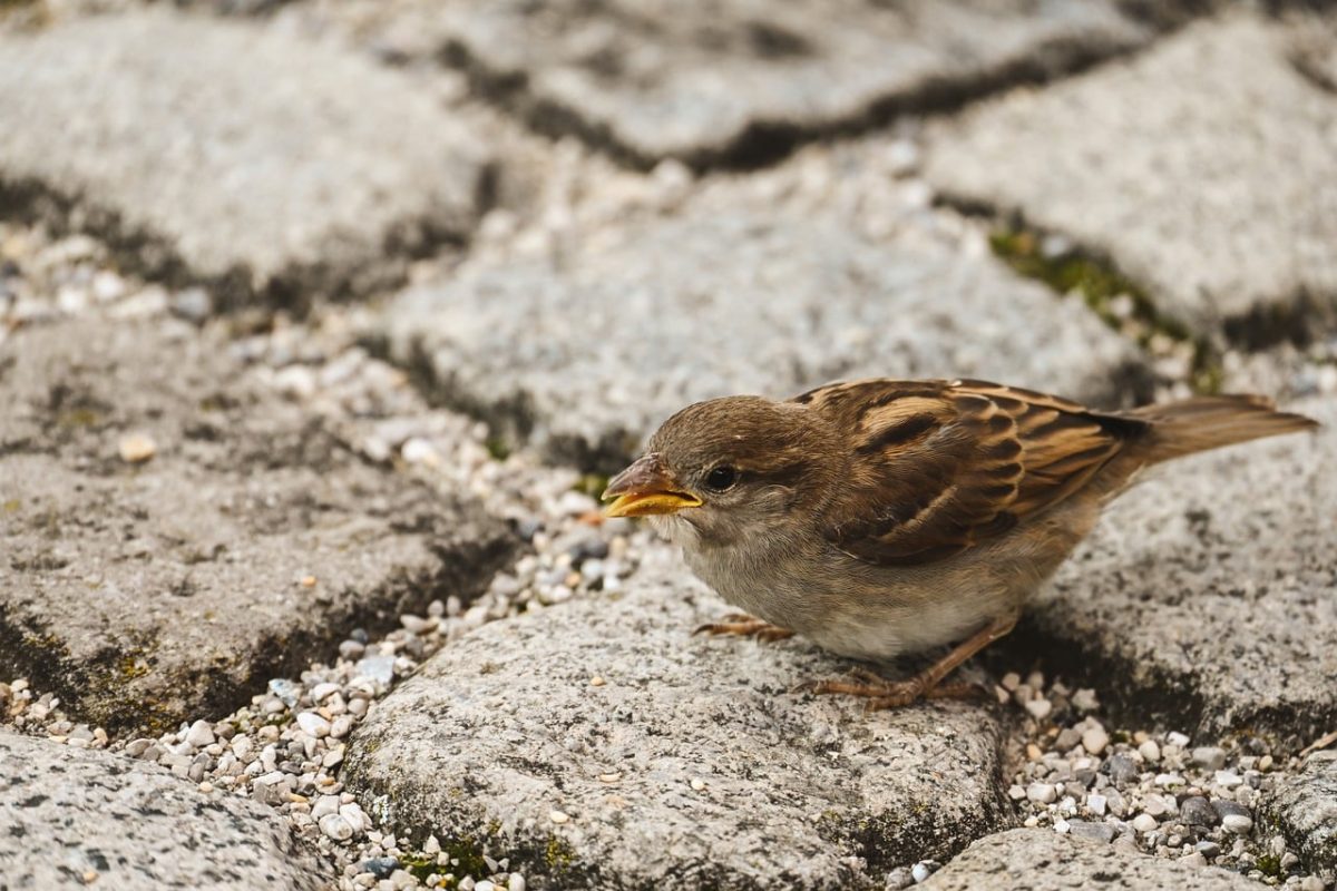 sparrow, cobblestone, bird, nature, small, wild, detail, stone, feather color, animal, foraging, outdoors, curiosity, grey, asphalt, adaptation, snapshot, urban, alone, tiny