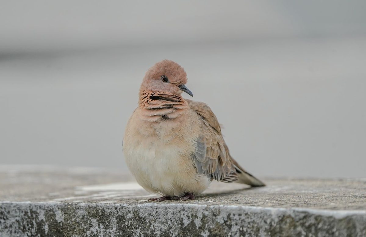 dove, nature, animal, peace, wildlife, plumage, bird, ornithology, flying, wings, symbol, peaceful, color, bird species, bird watching, serene nature, symbol of peace, turtledove, urban setting, winged, beige