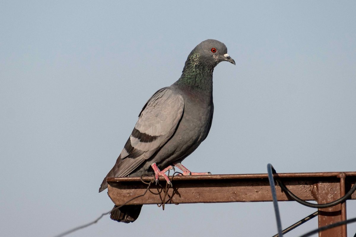 rock pigeon, pigeon, bird, nature, animal, ornithology, wildlife, beak, plumage, birdwatching, feathers, wild, dove, fauna, species, natural habitat, urban bird, perched, urban surroundings