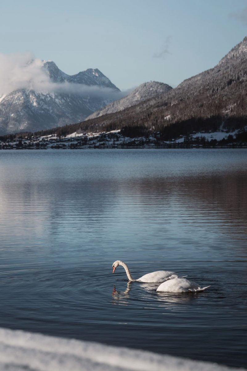 swan, lake, mountains, winter, nature, reflection, peace, animals, morning, snow, cold, calm, blue sky, natural beauty, calm water, lake district, snow-covered mountains, scandinavian, peaceful morning