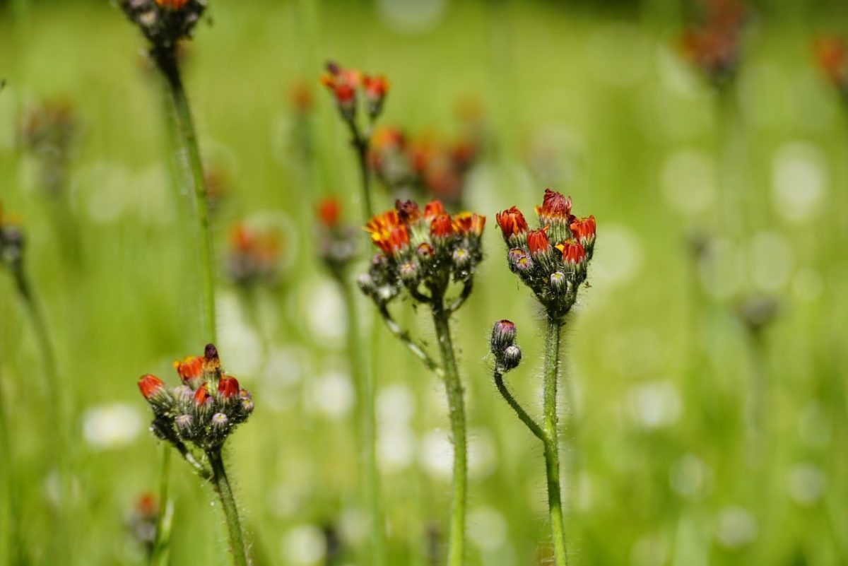 hieracium aurantiacum, orange flower, wildflower, asteraceae, blooming, natural habitat, summer, green background, macro photography, garden, perennial, insects, flying, nature, outdoors, seasonal, meadow flower, fragile, summer flower, mountain flower