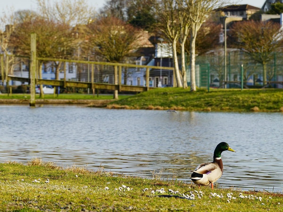 duck, pond, bridge, green, trees, grass, sunny, landscape, urban, united kingdom, stranraer, outdoors, nature, buildings, light, bird, water, wings, feathers, uk