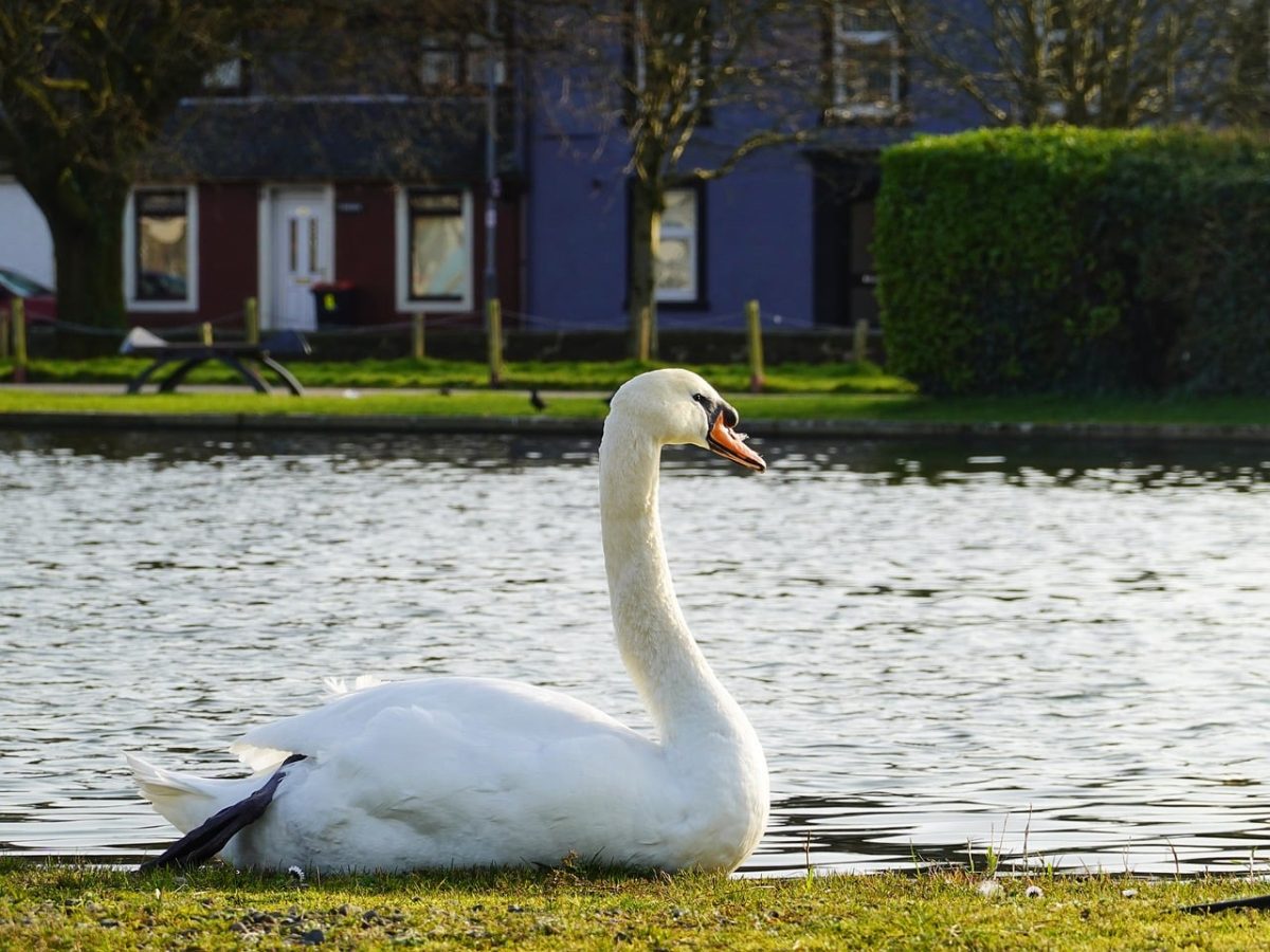 swan, pond, nature, outdoors, urban, green, grass, flower background, bench, feather, picture, calm, tree, park, flower, flower wallpaper, lake, shadows, beautiful flowers, bushes, shoreline, sunny, beautiful, elegant