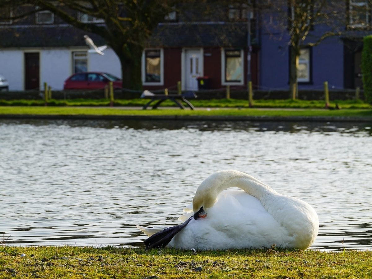 swan, stranraer, scotland, peace, nature, calm, pond, urban, bird, water, animal, bench, grass, feather, natural, wild, picture, garden, building