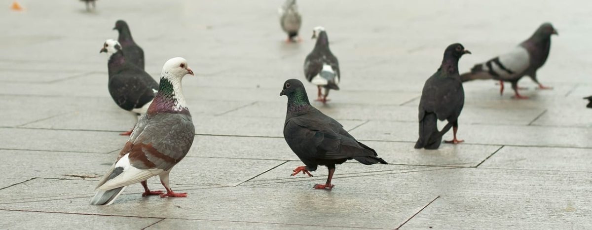 pigeon, flock of birds, urban life, cobblestone, pavement, animals, nature, pedestrian zone, calm, day, grey, rainy day, wildlife, freedom, sky, urban environment, birds, natural scenery, peace, city