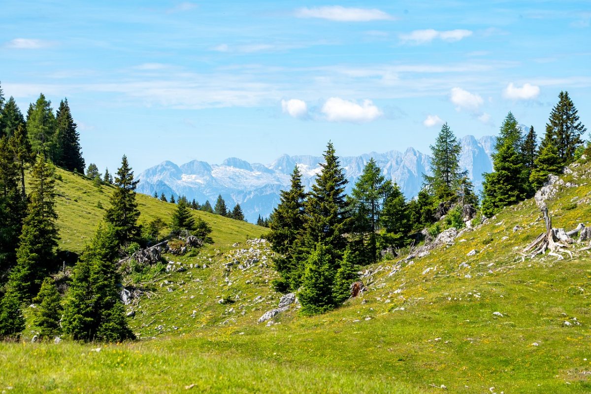 mountains, landscape, trees, forests, meadows, hilly, alpine, hike, grass, blue sky, nature, mountain range, panorama, excursion, trekking, natural scenery, view, relaxation