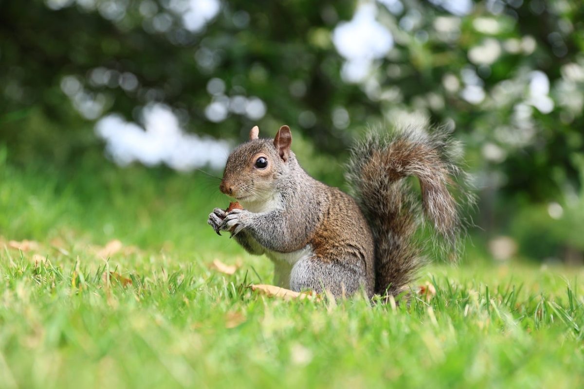 squirrel, rodent, eating, nuts, london, grass, nature, animal, feeding, outdoor, small, wild, mammal, gray, green, park, wildlife, natural environment, ecosystem