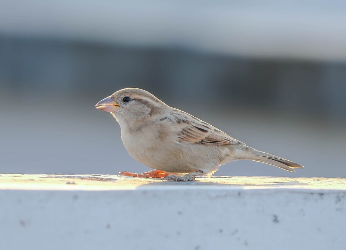 house sparrow, bird, songbird, outdoors, perched, fauna, plumage, feathers, female, bright background, focus, light, detailed, beak, nature, outside, railing, natural, simplicity, light and shadow
