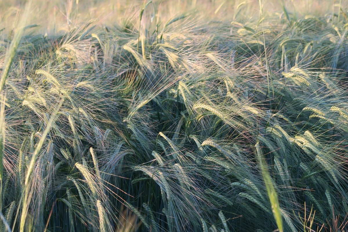 wheat, grain, agriculture, harvest, nature, farmland, crop, agricultural, yield, green, countryside, plant, ecosystem, vacation, summer, grassland, sunlight, rustic, ripples