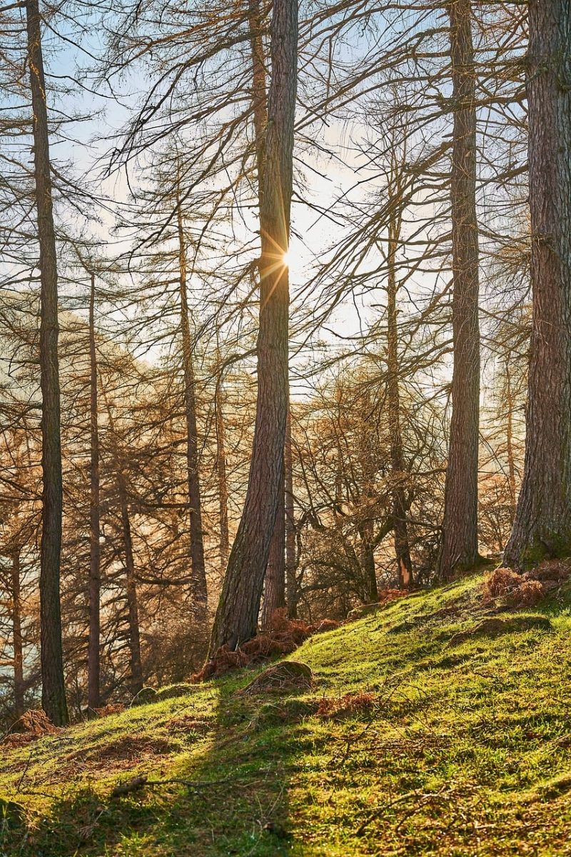 forest, trees, sunlight, sunburst, nature, woodland, hillside, morning, sunrise, rays, backlight, shadows, golden hour, peaceful, grass, green, trunks, branches