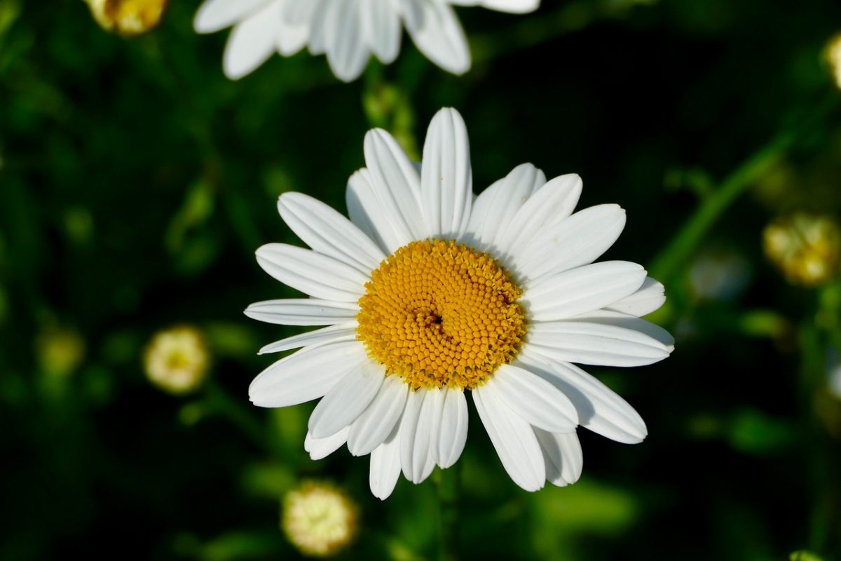 daisy, flower background, white petals, yellow center, nature, flower, beautiful flowers, macro, details, spring, fresh, garden, wildflower, flower wallpaper, sunny, beautiful, outdoor, leaves, grass, nature theme, diversity, decoration, rural, colors of nature