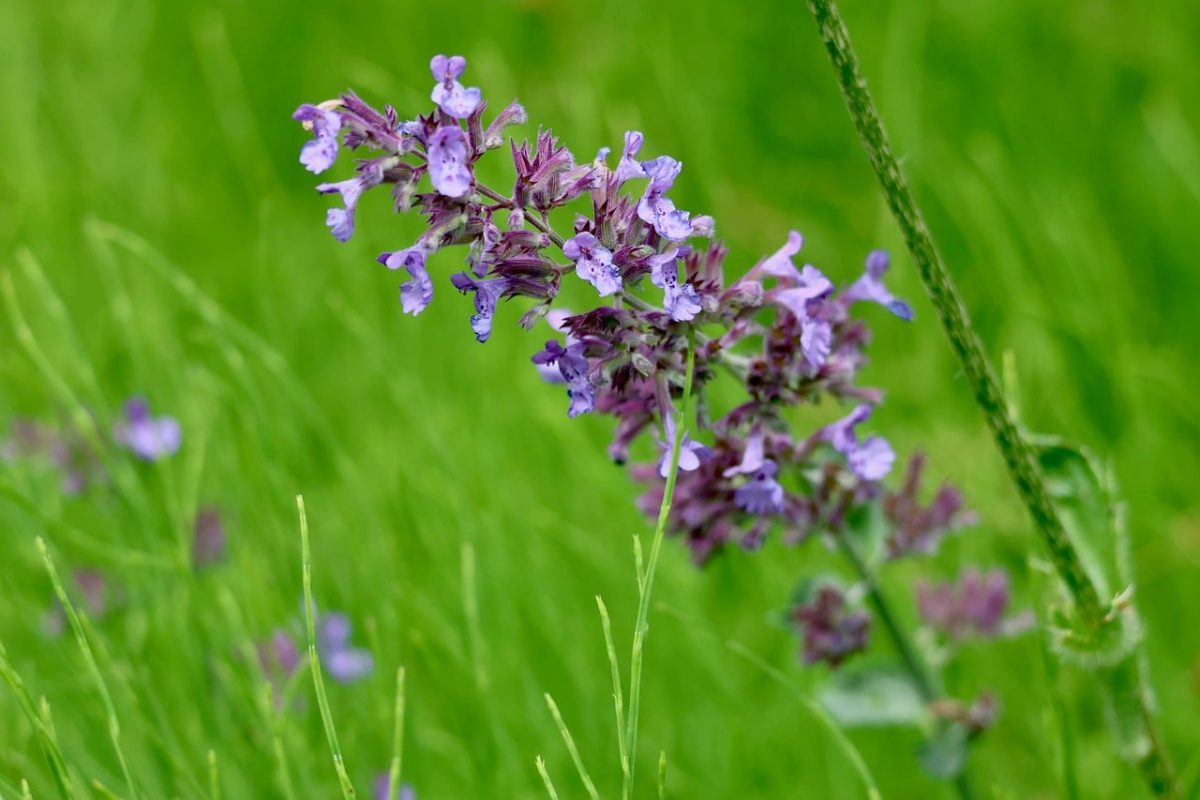 catnip, wildflower, meadow, purple, blooming, nature, summer, green, plant, meadow flower, field flowers, purple flowers, floral background, natural environment, outdoor, closeup, growth, herb, natural beauty, ecology