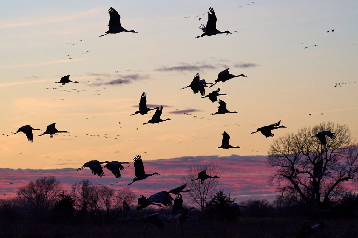 birds, flight, sunset, sandhill cranes, migration, nature, wings, landscape, midwest, nebraska, usa, morning, silhouette, trees, western sky, wildlife, count, dewy, summer sky, blue hour