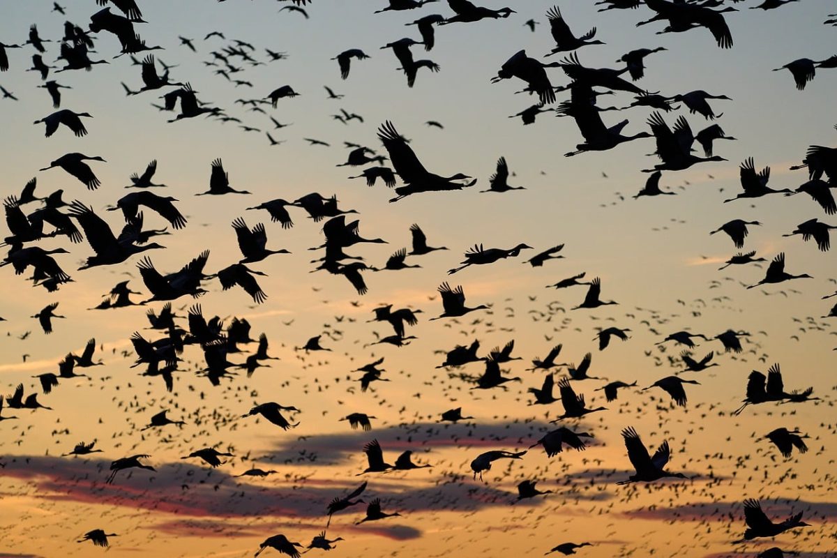 birds, flight, sunset, cranes, migration, nebraska, usa, midwest, nature, wings, silhouettes, sky, evening, wild, nature reserve, autumn, horizon, hectic, light, panorama, open space