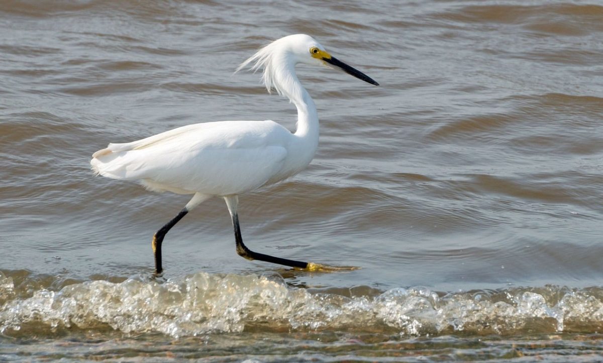 egret, bird, nature, wildlife, waterbird, shore, wading, surf, black beak, water, birding, white feathers, beach, sunset, marine environment, east, silence, animal, feminine