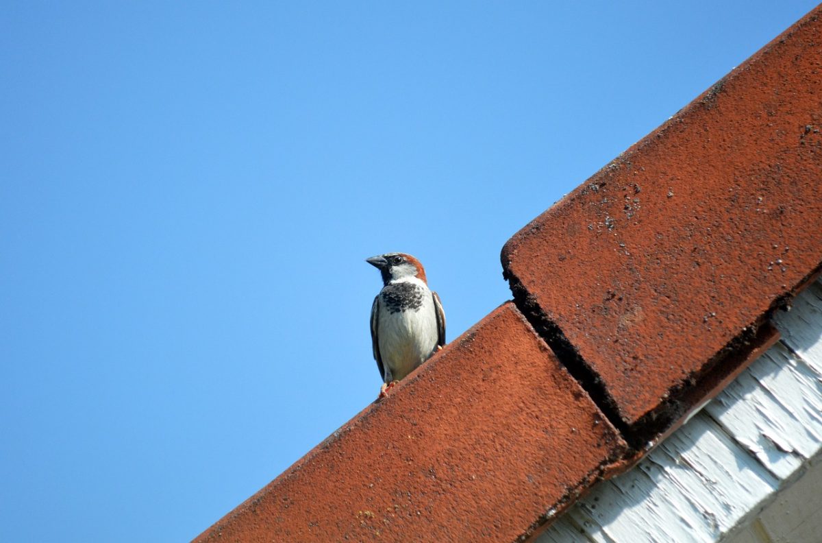 sparrow, roof, blue sky, bird, nature, ornithology, feathers, perching, small bird, birdwatching, wildlife, sitting bird, shingles, fauna, outdoor, songbird, simplicity, observation, trees, simple motif