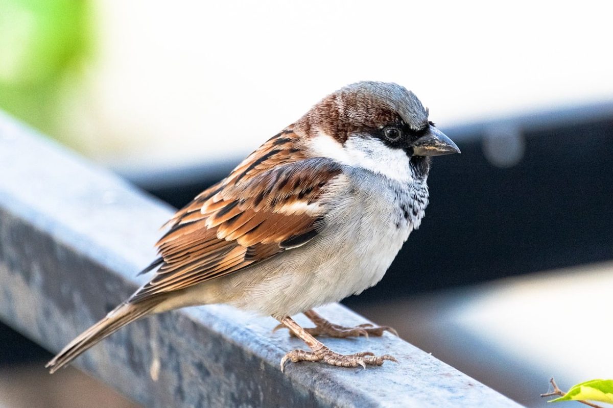 sparrow, bird, ornithology, wildlife, nature, feathers, songbird, sitting, passerine, avian, railing, male bird, beak, animal detail, animal, urban wildlife, bird watching, pants, european bird, winged